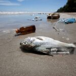 Dead fish on a tropical beach surrounded by washed up garbage including bottles and plastic bags.